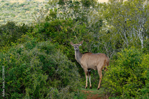 Kudu surrounded with bushes
