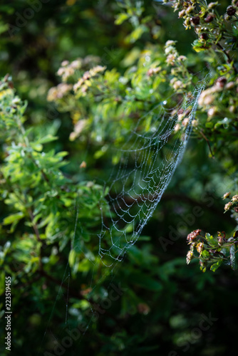 Web lace.