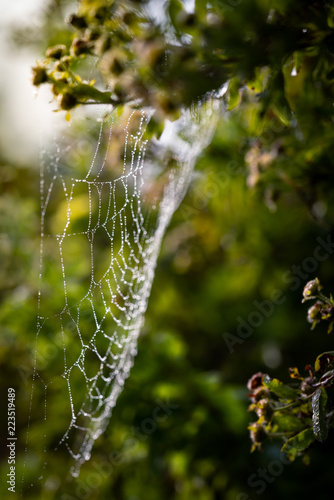 Cobwebs in dew.