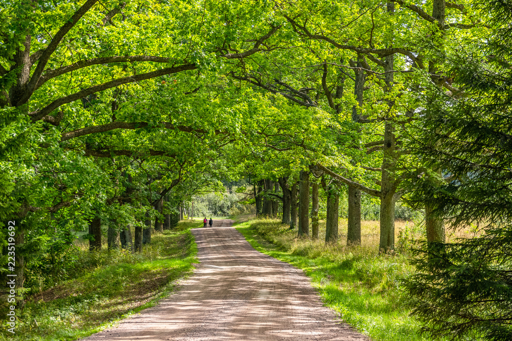 Road in the summer forest