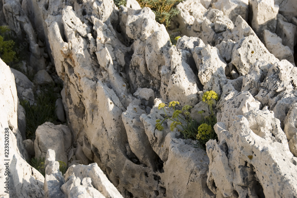 Sukkulente, Fels, Felsküste, Kroatien, Küste, Istrien, Flora Sukkulente, Fels, Felsküste, Kroatien, Küste, Istrien, Flora