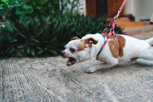 Close up angry face Chihuahua dog on the leash