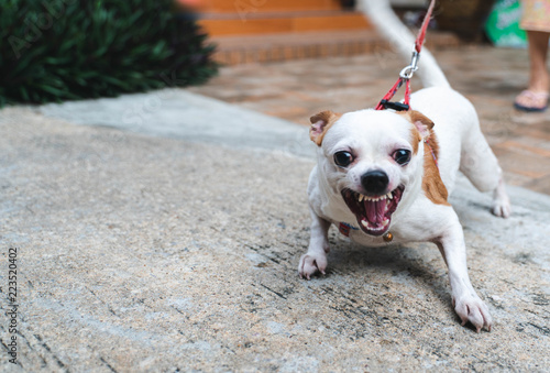 Photography Angry dog little Chihuahua dog on the leash