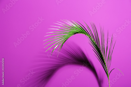 Fresh tropical palm leaf on color background © Pixel-Shot