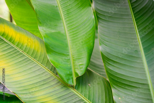 The leaves of the banana tree Textured.