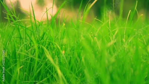 macro shot of grass in summer with bokeh effect. mowed down meadow close-up.