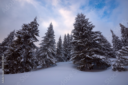 Huge pine trees covered with snow