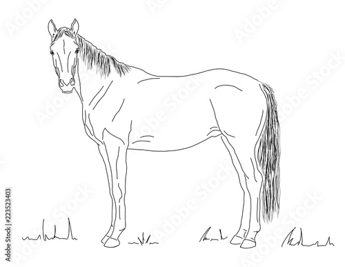 A horse stands in the meadow