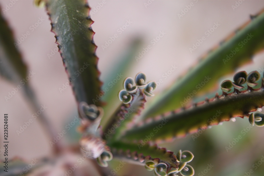 Naklejka premium plante vert