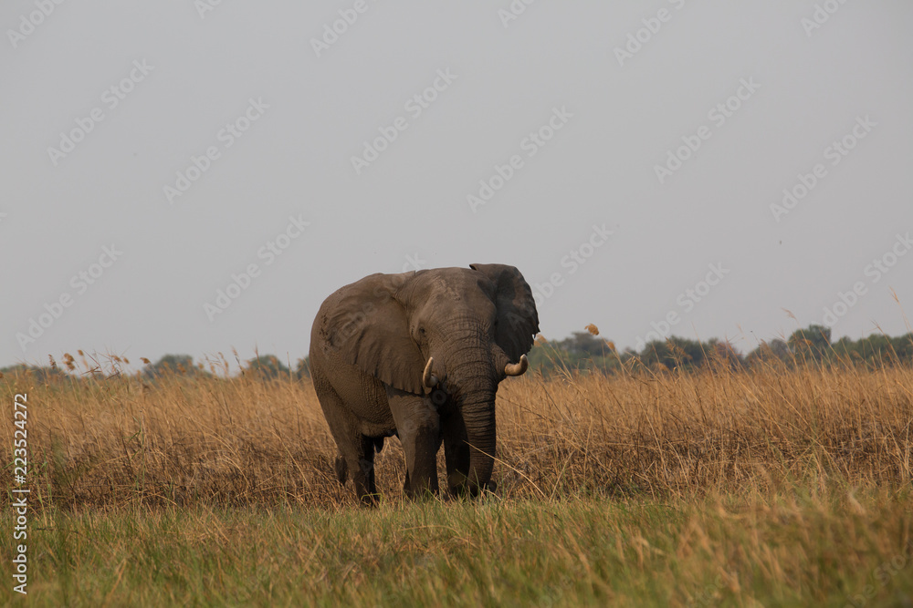 Fototapeta premium słoń w afryce w grupie
