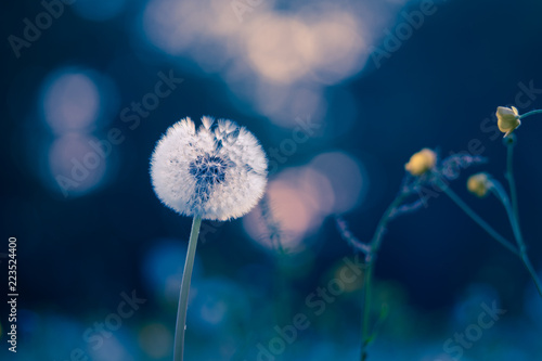 Fototapeta Naklejka Na Ścianę i Meble -  Dandelions in the meadow, toned image