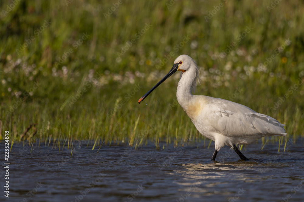Spatule blanche - Platalea leucorodia - Eurasian Spoonbill Spatule blanche - Platalea leucorodia - Eurasian Spoonbill