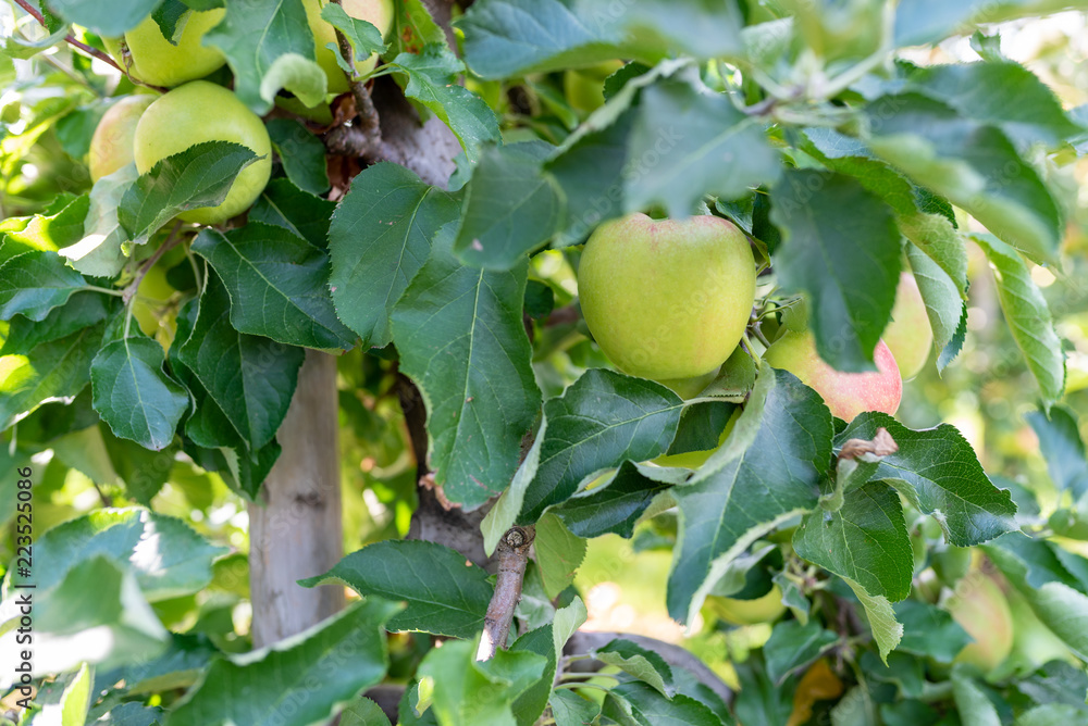 Bio Äpfel am Ast 