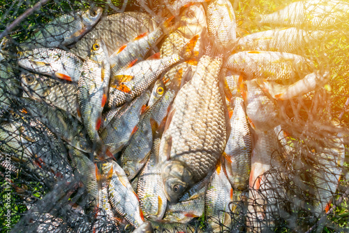 Canvas Print Catch of fish in net basket on green grass by the river