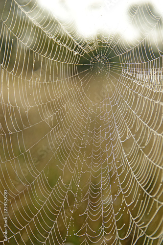 Spider's web with drops of dew at dawn
