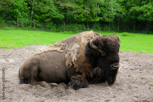 american bison © Marcus