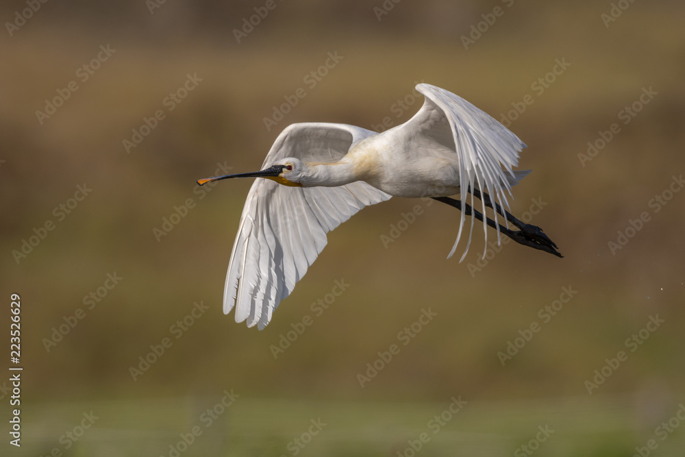 Spatule blanche - Platalea leucorodia - Eurasian Spoonbill Spatule blanche - Platalea leucorodia - Eurasian Spoonbill