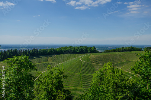 Schloss Staufenberg Durbach Weinberge photo