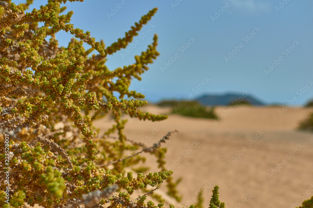 Close-up view of a green plant with fruits and defocused mountain background and a path in between in Corralejo, Fuerteventura, Canary Islands, Spain Close-up view of a green plant with fruits and defocused mountain background and a path in between in Corralejo, Fuerteventura, Canary Islands, Spain