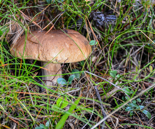 Mushrooms in the coniferous forest. Edible mushrooms for cooking delicious dishes.