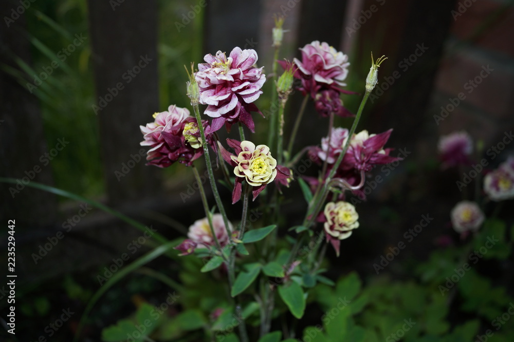 mein Garten mein Garten