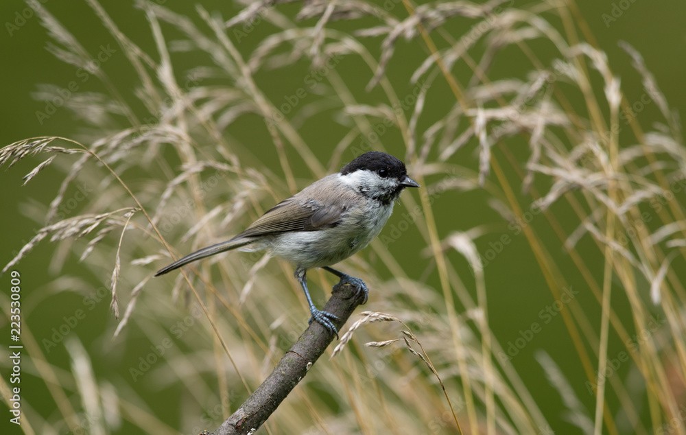 Obraz premium Black Cap on a branch