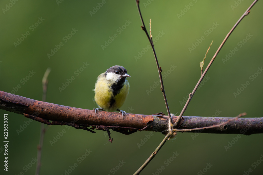 Fototapeta premium Garden bird tit on a branch