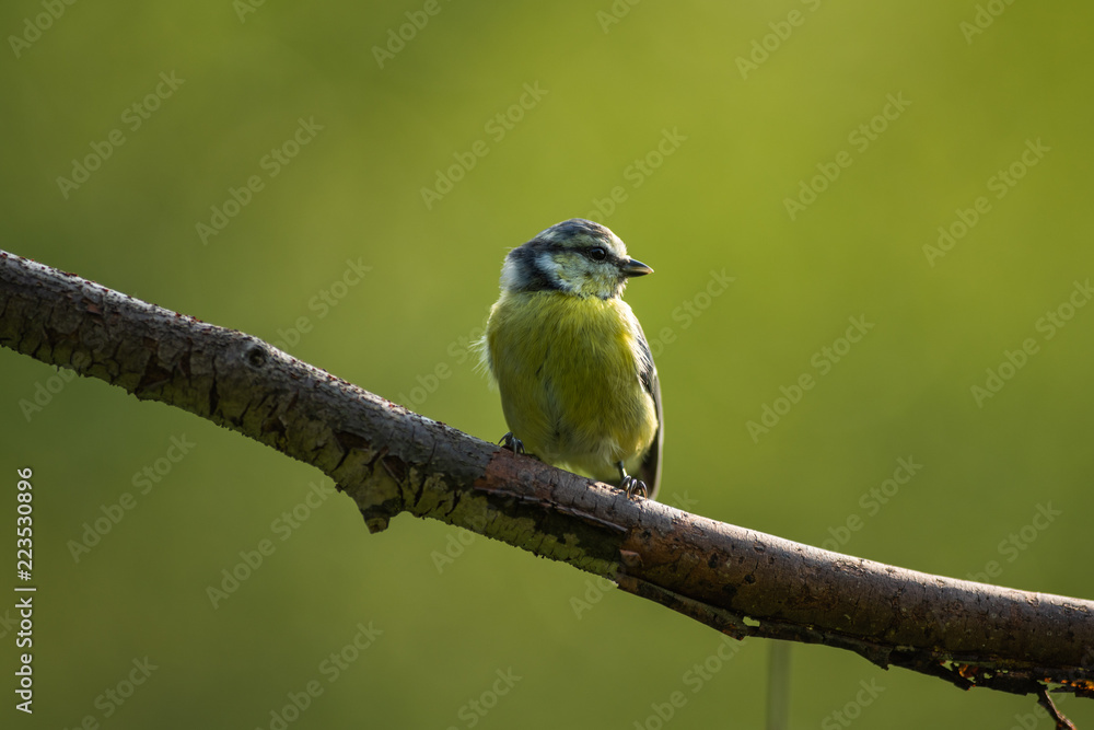 Obraz premium Garden bird tit on a branch