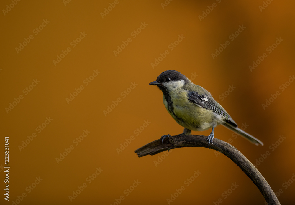 Fototapeta premium Bird Great tit orange autumn background
