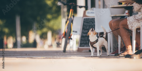 In vacation with dog concept - barking (woof) little white dog next to owners sitting in the bar - warm summer or autumn image with copy space