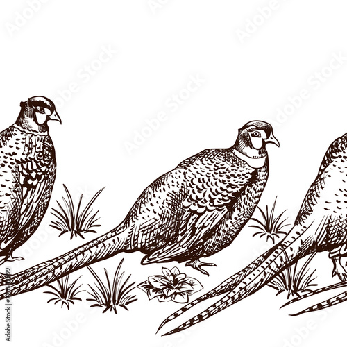 Seamless pattern with pheasants.