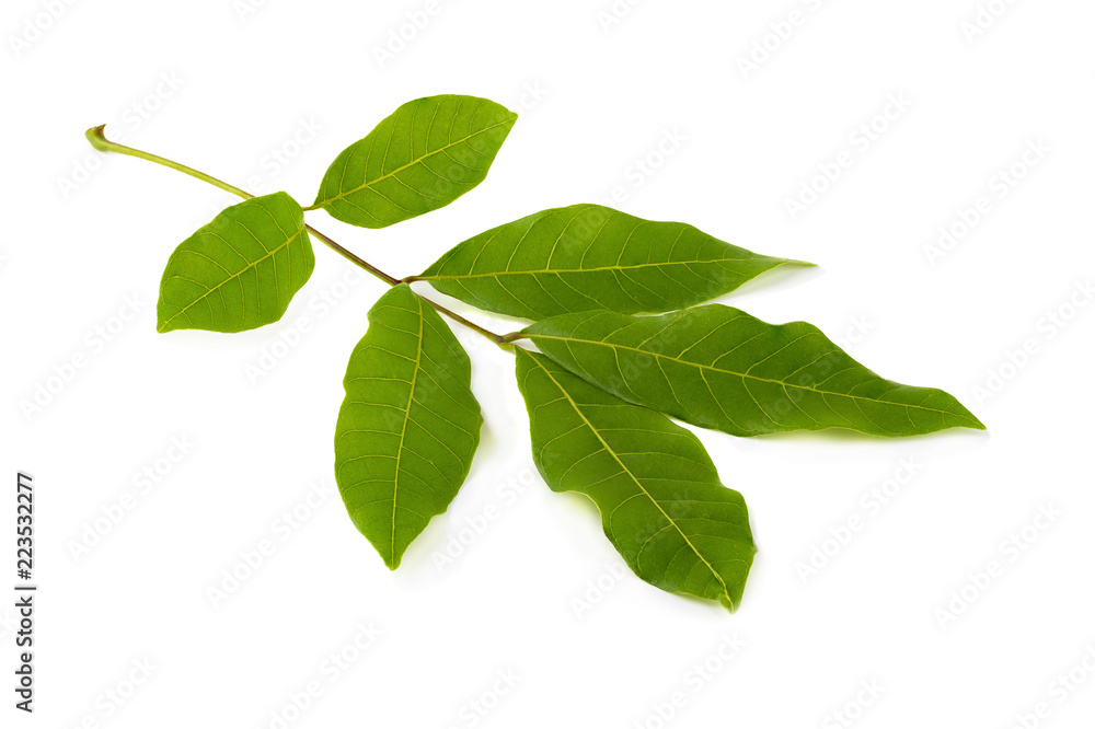 Fototapeta premium stack image of Green leaf isolated on white background