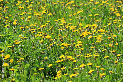 Fototapeta Naklejka Na Ścianę i Meble -  A dandelion meadow in spring season