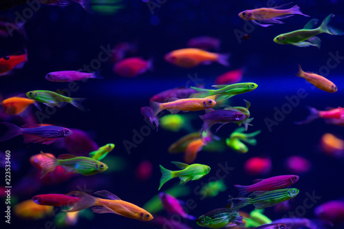 Danio glow fish color nature relax pets home 
