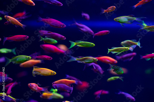 Danio glow fish color nature relax pets home  photo