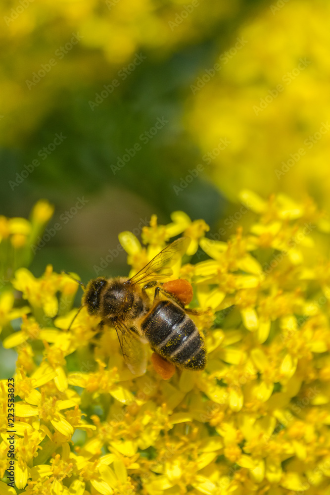 Western honey bee (Apis mellifera) pollinating a Senecio palmensis flower in La Palma, Canary islands Western honey bee (Apis mellifera) pollinating a Senecio palmensis flower in La Palma, Canary islands