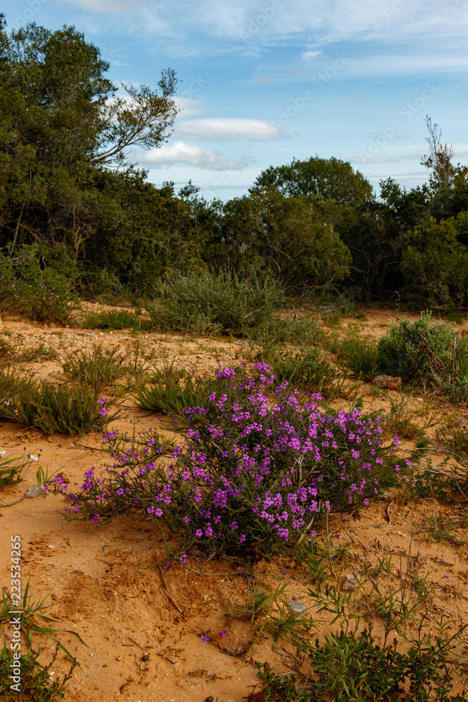 Fototapeta premium Purple Flowers growing in a big bunch