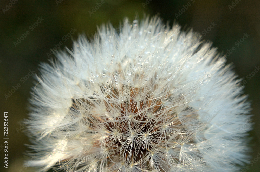 Fototapeta premium Dandelion with droplets of dew shallow depth of field