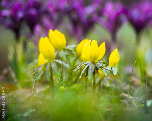 Winter Aconite (Eranthis hyemalis) with Iridodictyum photo