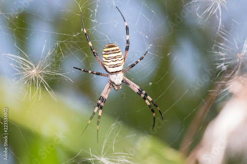 Wasp spider - Argiope bruennichi, photographed in Serbia.