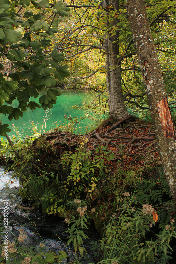 Beautiful forest in summer and a lake with tuiquoise water Beautiful forest in summer and a lake with tuiquoise water