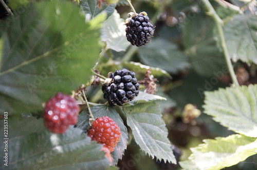 photo of different blackberries on a bush