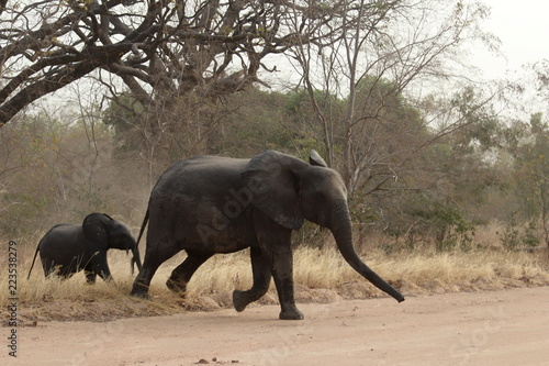 Eléphants : mère et enfant photo