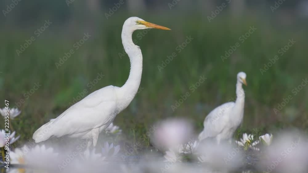 Egret with lotus flowers at sunrise Egret with lotus flowers at sunrise