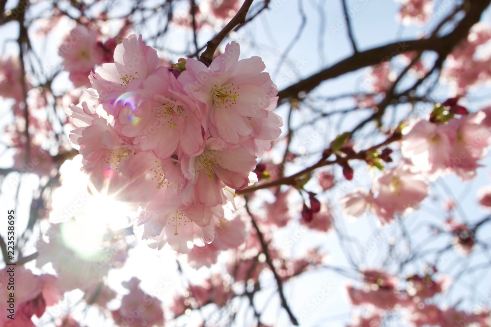 Kirschblüte im Frühling 