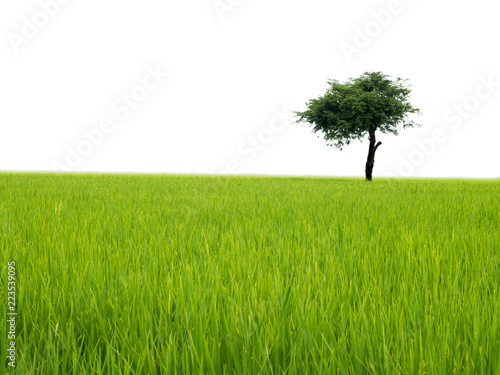 The tree that lonely among on the green field