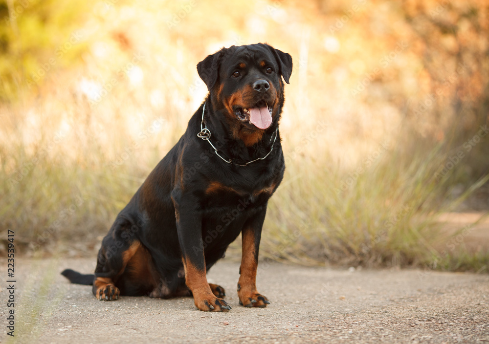 beautiful big dog breed Rottweiler for a walk autumn