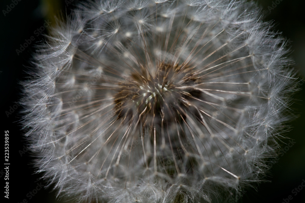 Fototapeta premium Mniszek lekarski