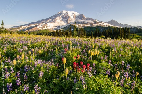 Canvas Print Wildflowers in Summer at Mount Rainier