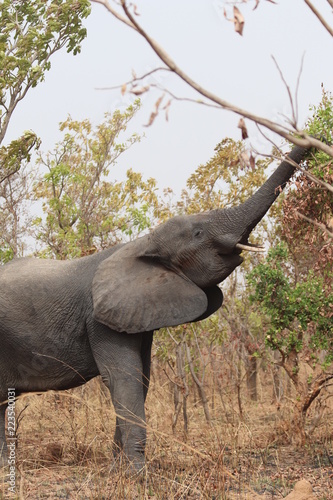 repas d'un éléphant photo